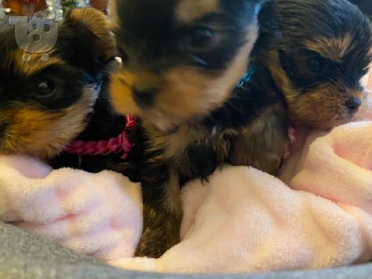 όμορφα κουτάβια Yorkshire Terrier προς πώληση